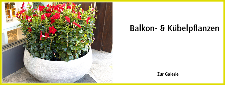 Balkon- und Kübelpflanzen